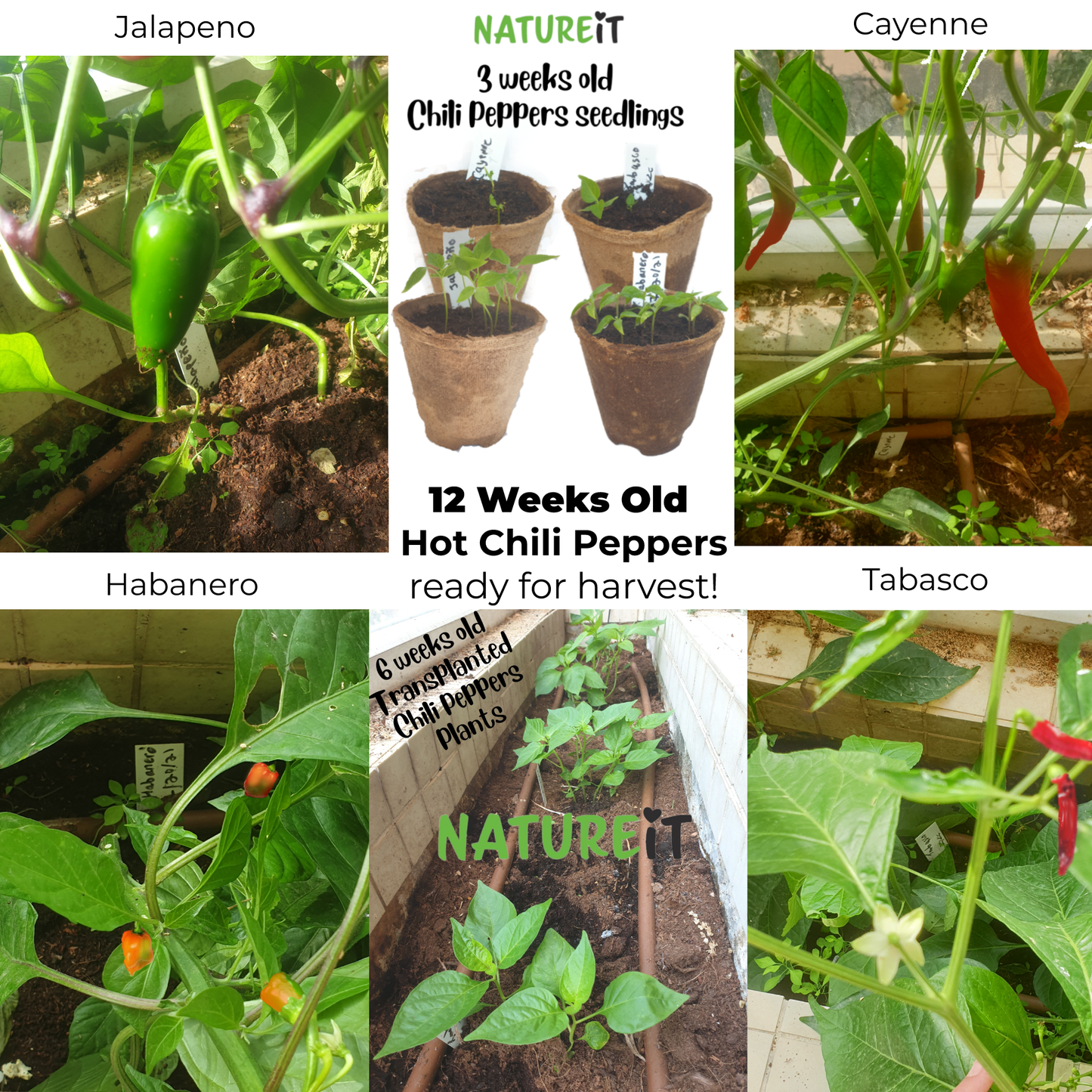 12 weeks old Hot chili peppers grown from seed with Natureit Hot Chili Peppers seed starter kit