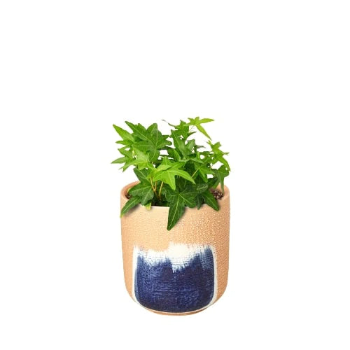 Common Ivy Pot