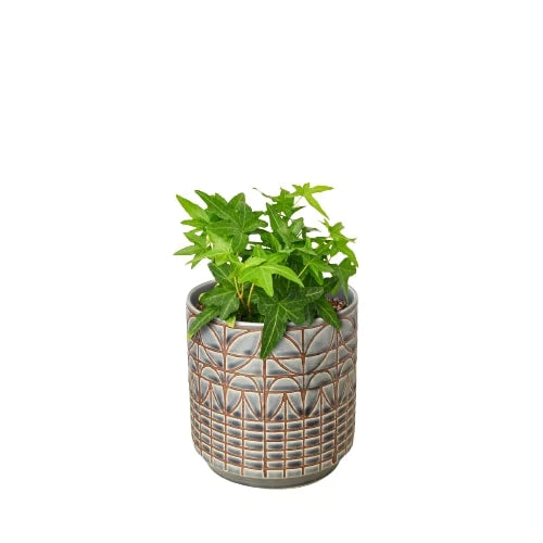 Shop Common Ivy