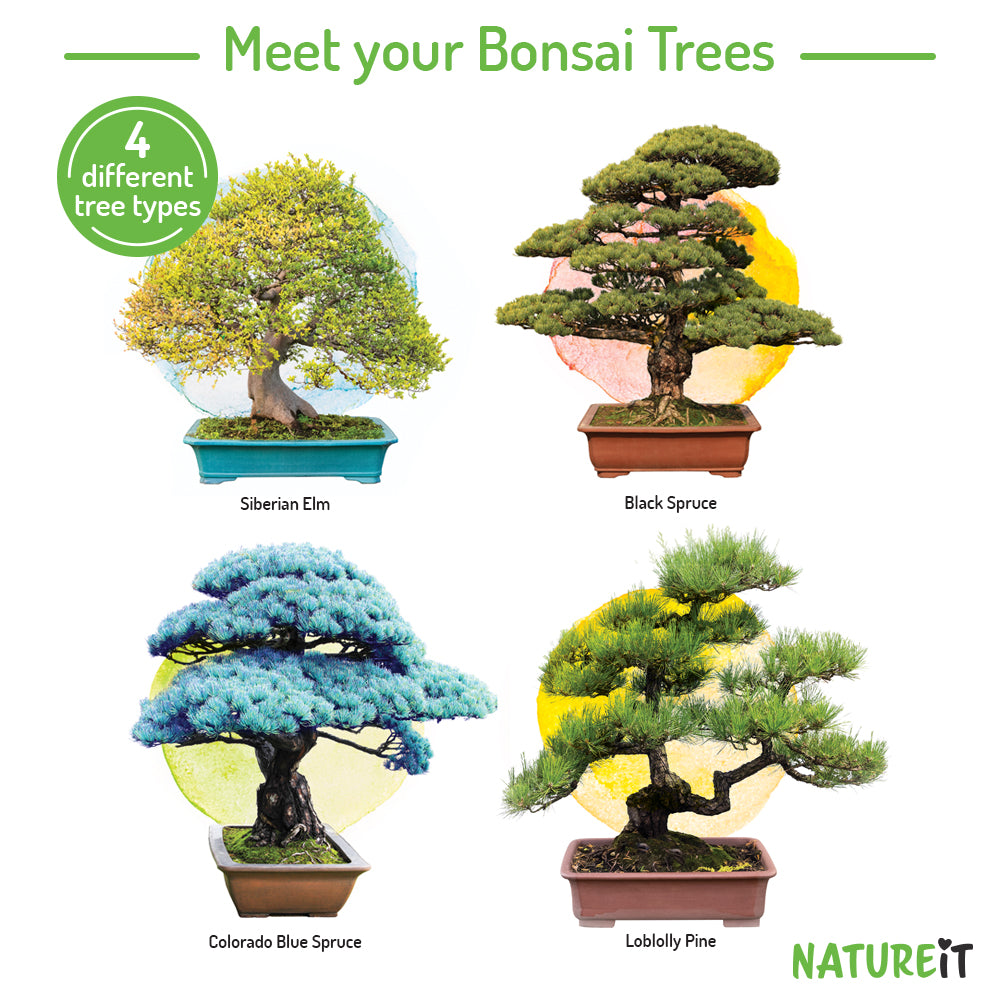 Bonsai Seed Starter Kit