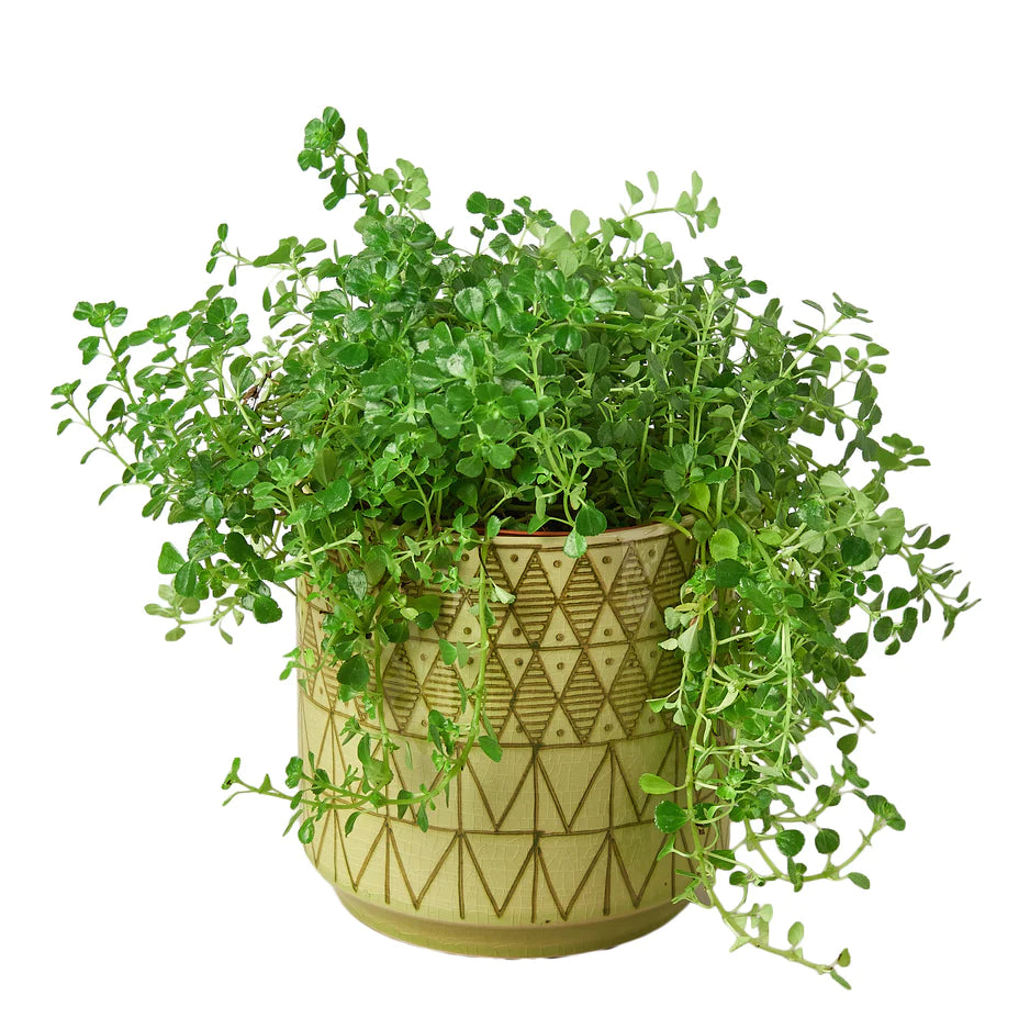 pot Pepe Planter