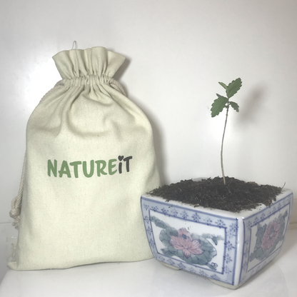 Natureit Bonsai tree and garden tool set and siberian elm bonsai tree grown from seed