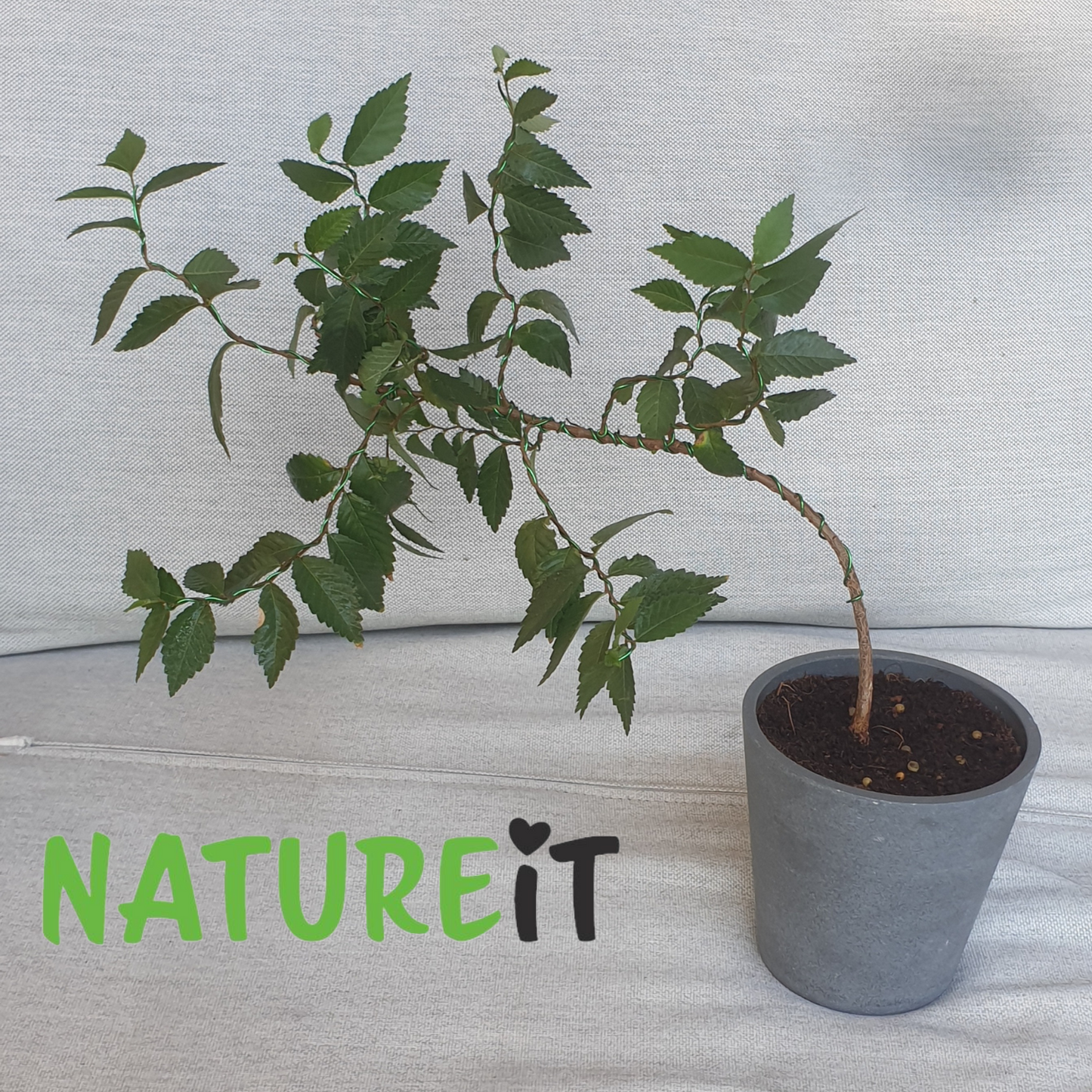 Wired and shaped Bonsai tree grown from seed and trained using natureit Bonsai tree seed starter kit and Garden and Bonsai tool set.
