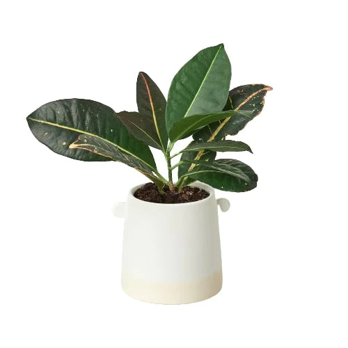 Knob Cylinder Ceramic Pot Planter