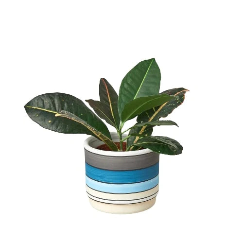 gardening pot