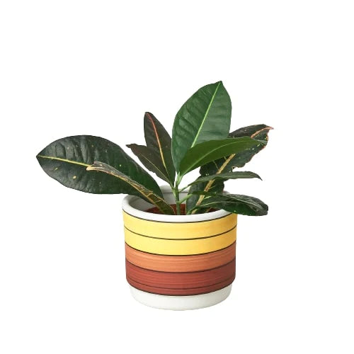 Cylinder pot for planting