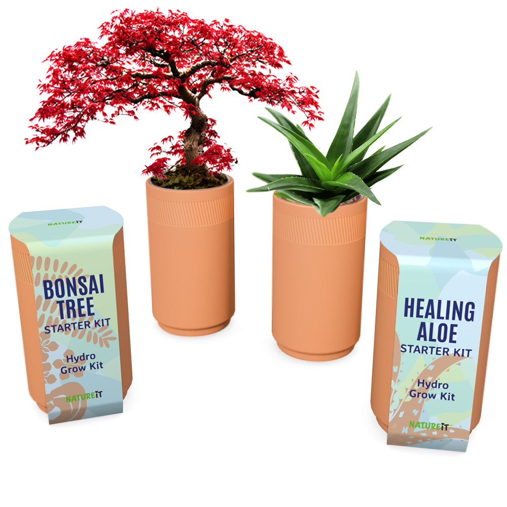 aloe vera plant kit Bonsai & Aloe Vera Clay Hydro Premium Kit