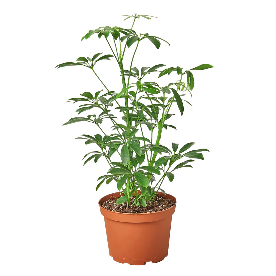 Grow Dwarf umbrella tree