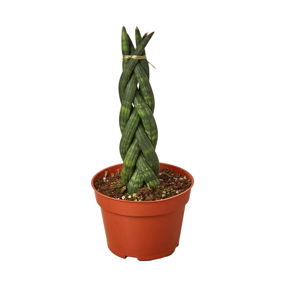 Snake indoor plant