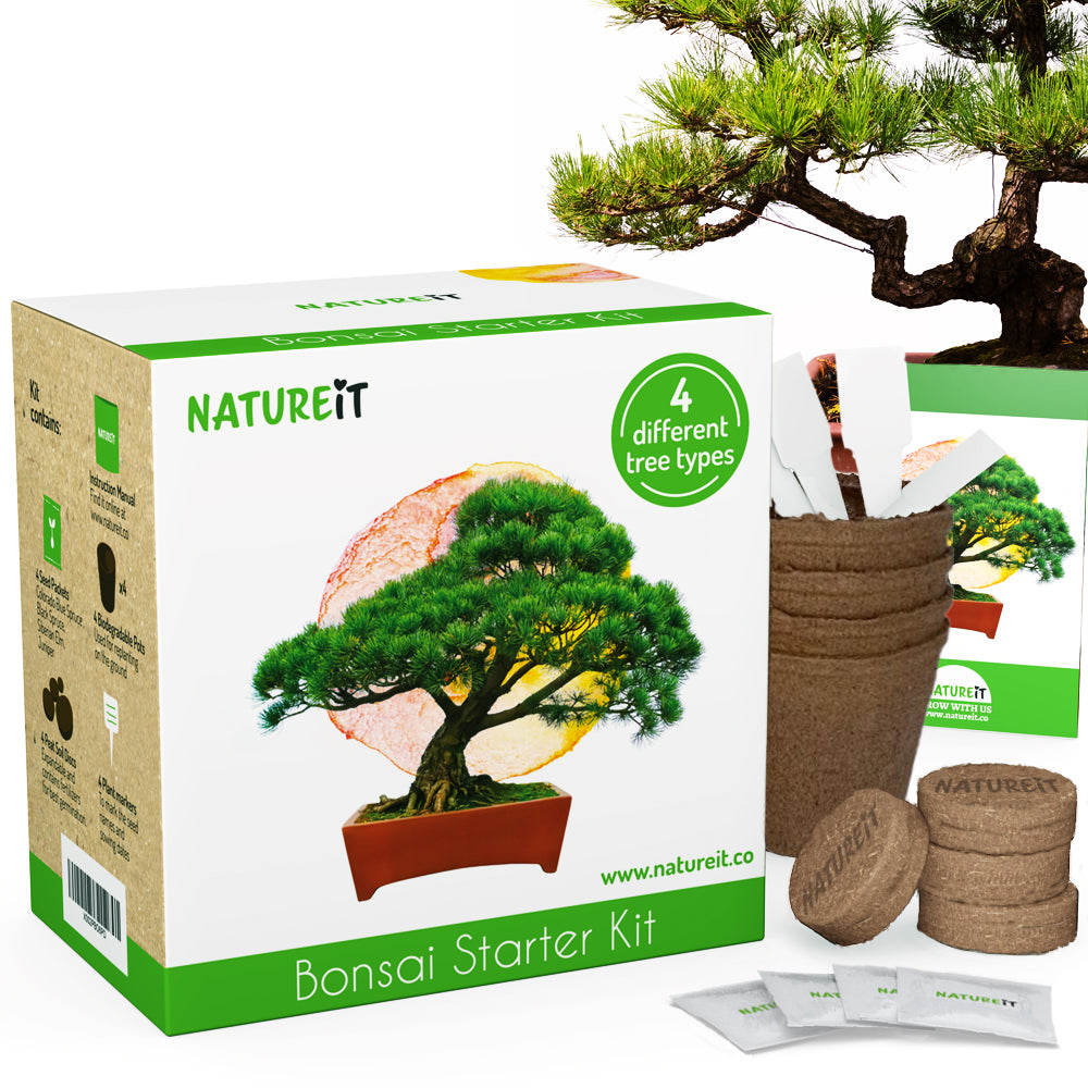 Buy wholesale Bonsai kit - To grow