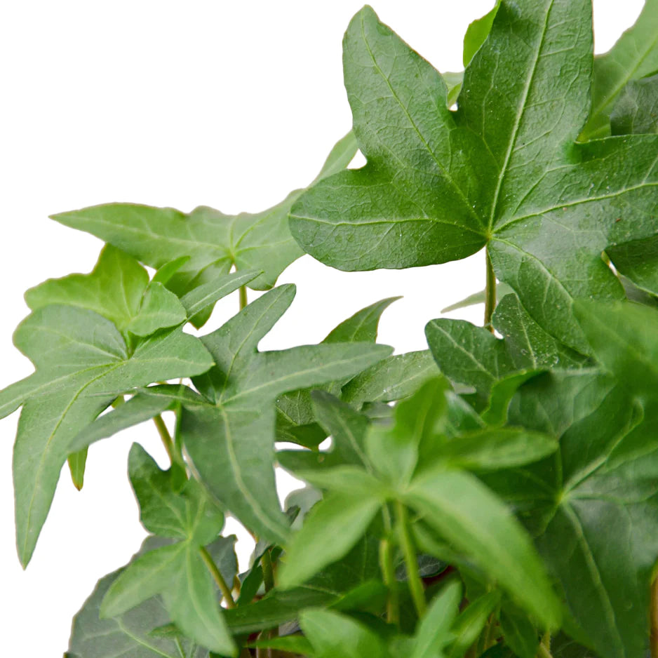 Common Ivy plant zoomed
