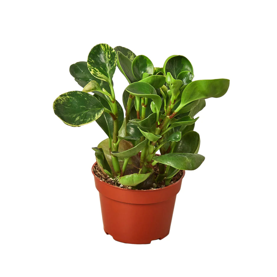 Peperomia 'Marble' House Plant