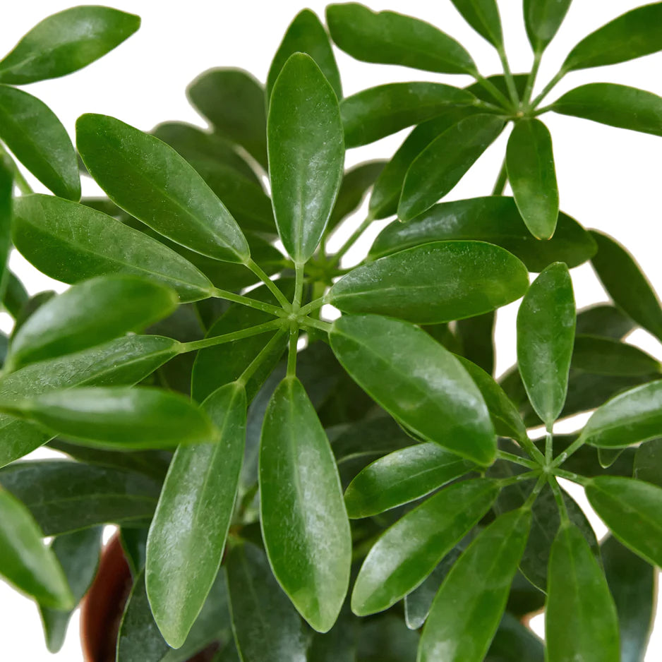 umbrella tree