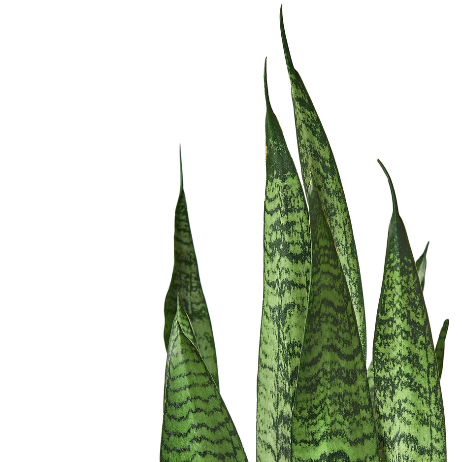 Snake Plant 'Zeylanica' - Live House Plant