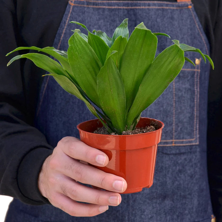 Grow Dragon Tree plant