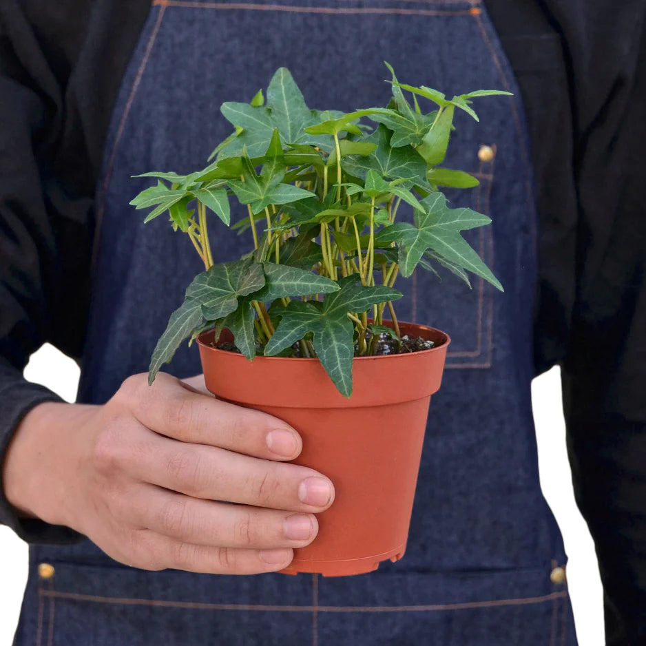 Grow Common Ivy