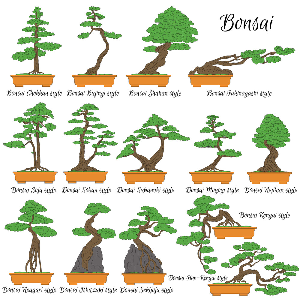 Traditional ways to shape your Bonsai tree – Natureit