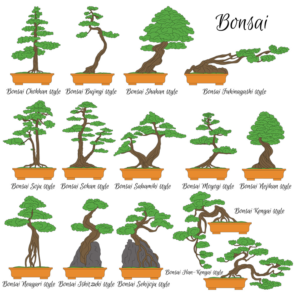 traditional ways to shape your bonsai tree