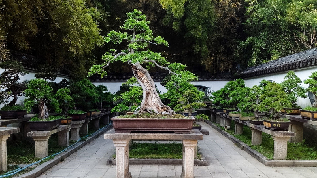 How Big Do Bonsai Trees Get?