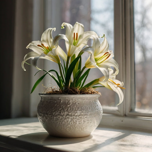 Easter Lily Plant – Elegant White Blooms & Sweet Fragrance
