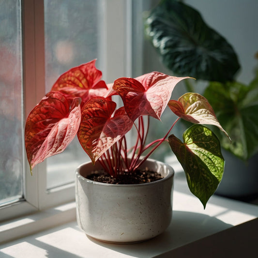 Caladium Plant – Vibrant Heart-Shaped Leaves & Easy Tropical Care
