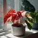 Caladium Plant – Vibrant Heart-Shaped Leaves & Easy Tropical Care