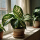 Dieffenbachia Plant – Variegated Tropical Foliage & Easy Care