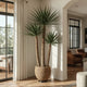 Yucca Plant Care Guide - Architectural Spears & Desert Strength