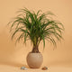 Ponytail Palm Plant Care Guide - Sculptural Trunk with Cascading Leaves