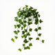 Ivy Plant | Air Purifying Trailing Houseplant