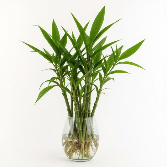 Lucky Bamboo Care Guide | Feng Shui Fortune Plant | Water-Grown Bamboo