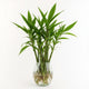 Lucky Bamboo Care Guide | Feng Shui Fortune Plant | Water-Grown Bamboo