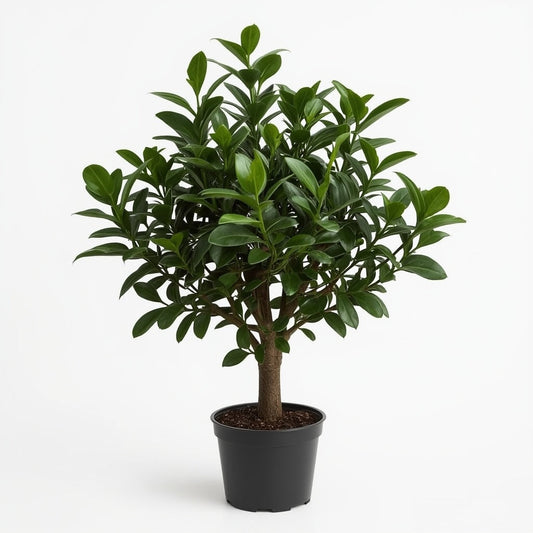 Jade Plant Care Guide | Lucky Money Plant | Easy Succulent