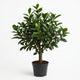 Jade Plant Care Guide | Lucky Money Plant | Easy Succulent
