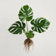 Monstera Deliciosa Care Guide | Swiss Cheese Plant | Split Leaf Philodendron