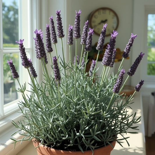 English Lavender Plant Care Guide - Fragrant Purple Spikes & Calming Aromatherapy