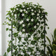 Jasmine Plant Care Guide - Fragrant White Flowering Vine