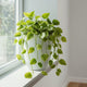 Neon Pothos Care Guide - Electric Lime Trailing Houseplant