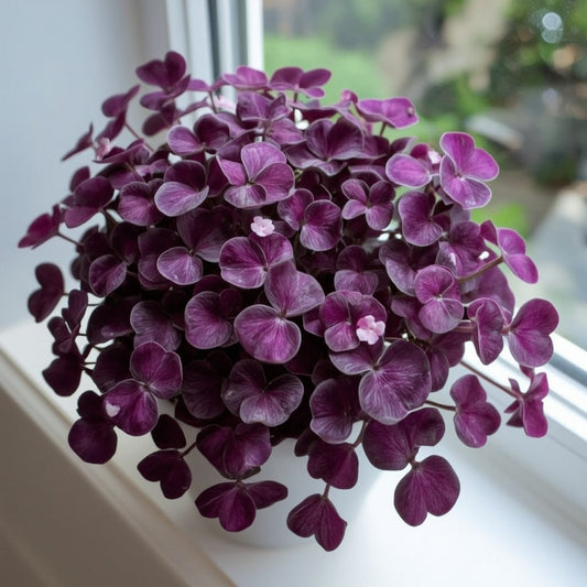 Oxalis (Shamrock Plant) Care Guide - Lucky Clover Indoors
