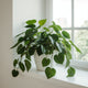 Philodendron Plant Care Guide - Heart-Shaped Leaves & Easy Growth