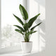 Rubber Plant Care Guide - Bold Glossy Leaves & Tree-Like Growth