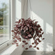 Tradescantia Zebrina Care Guide - Purple & Silver Trailing Wonder