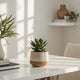 Kalanchoe Panda Plant Care | Fuzzy Succulent Guide | Touch-Friendly Plant