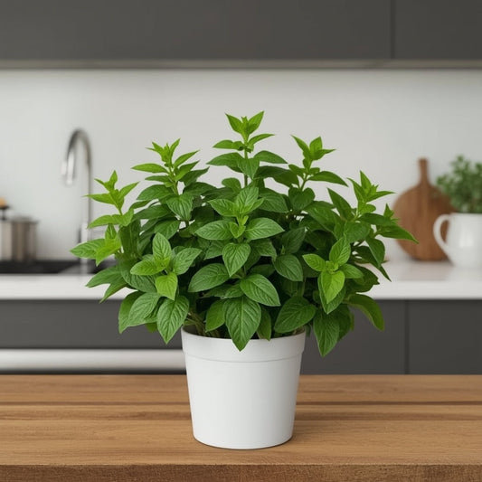 Lemon Balm Plant Care Guide - Fragrant Culinary Herb Indoors