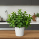 Lemon Balm Plant Care Guide - Fragrant Culinary Herb Indoors