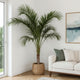 Majesty Palm Plant Care Guide - Tropical Statement Tree Indoors
