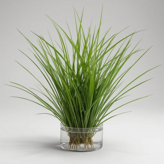 Quillwort Plant Care Guide - Unique Grass-Like Aquatic Beauty Indoors