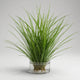 Quillwort Plant Care Guide - Unique Grass-Like Aquatic Beauty Indoors
