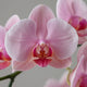 Orchid Plant Care Guide - Elegant Exotic Blooms & Timeless Beauty