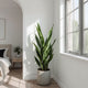 Snake Plant Care Guide - Indestructible Beauty & Night Oxygen